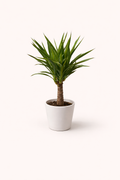 Yucca 6"