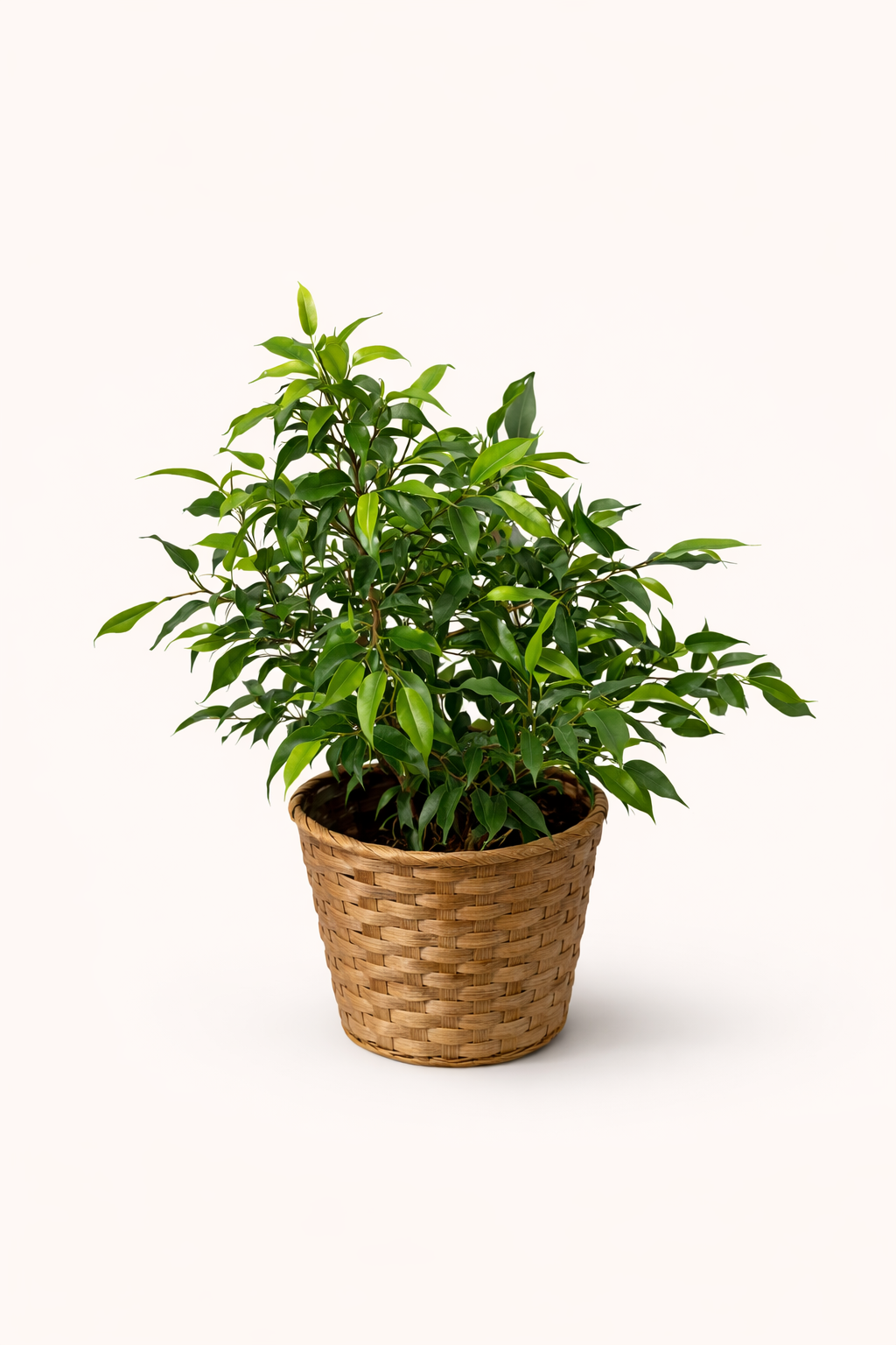 Ficus Benjamina 6"
