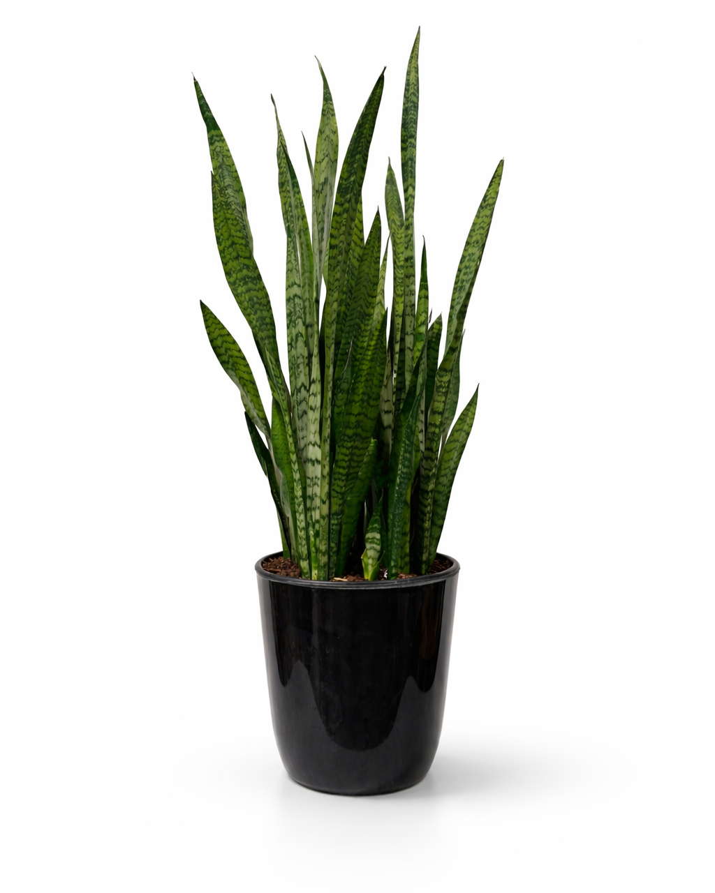 Sanseveria 10"