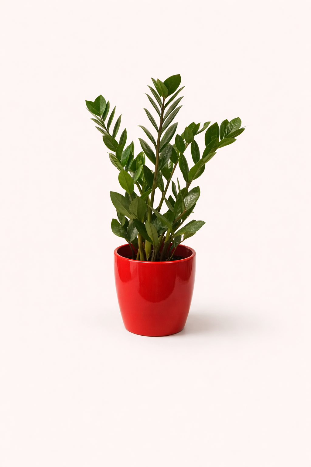 ZZ plant 6" (Zamioculcas zamiifolia)