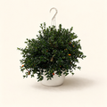 Plante poisson rouge 8″