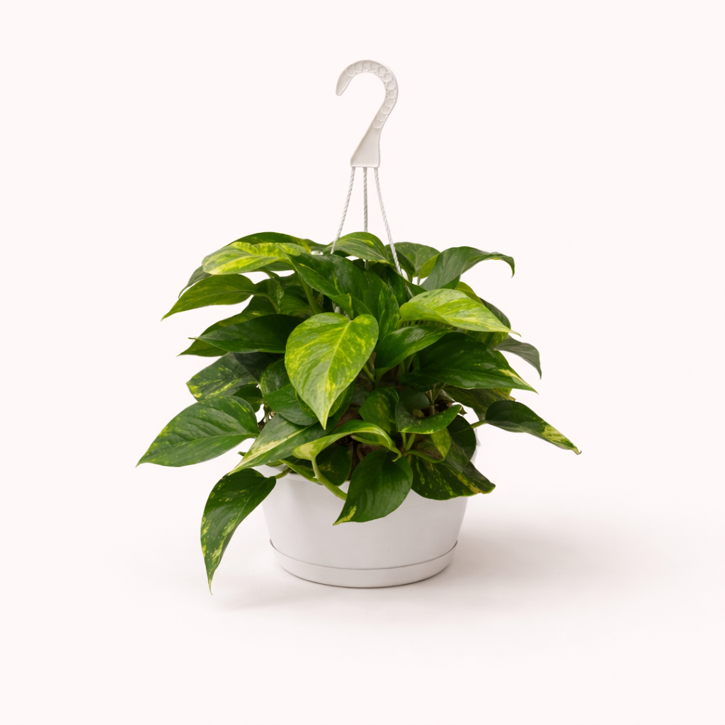 Pothos 8"