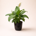 Lys de la paix 10″