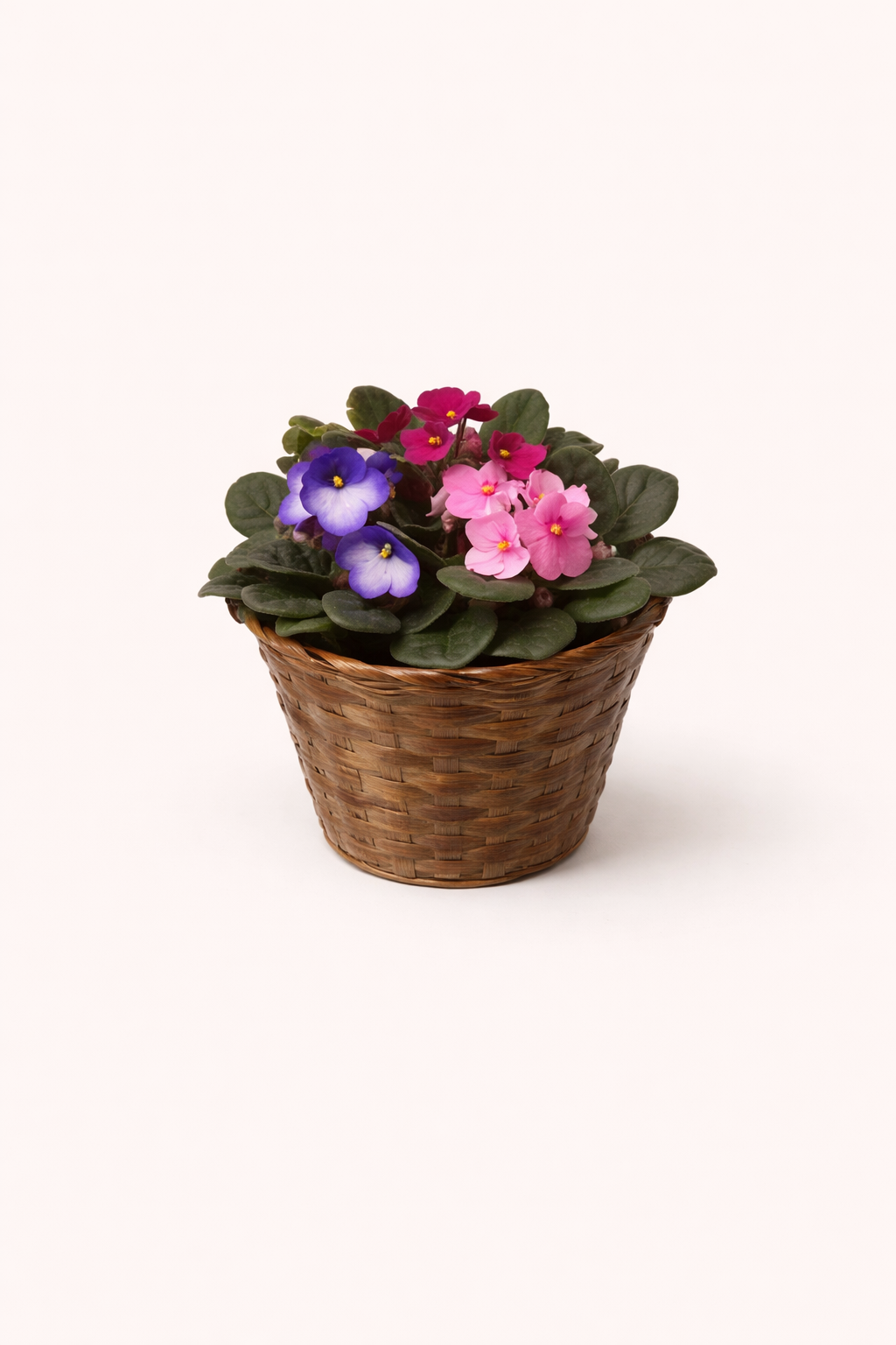 African violet 6"