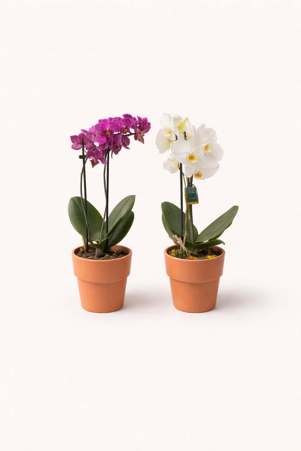 Orchid 4" with Pot