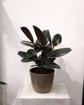 Ficus Burgundy 10"