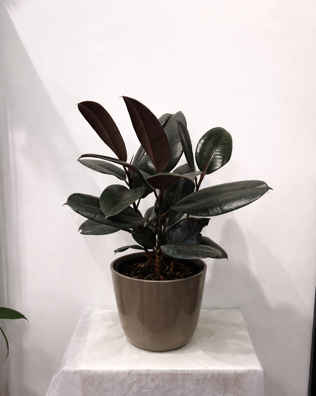 Ficus Burgundy 10"