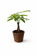 Arbre à monnaie 6″