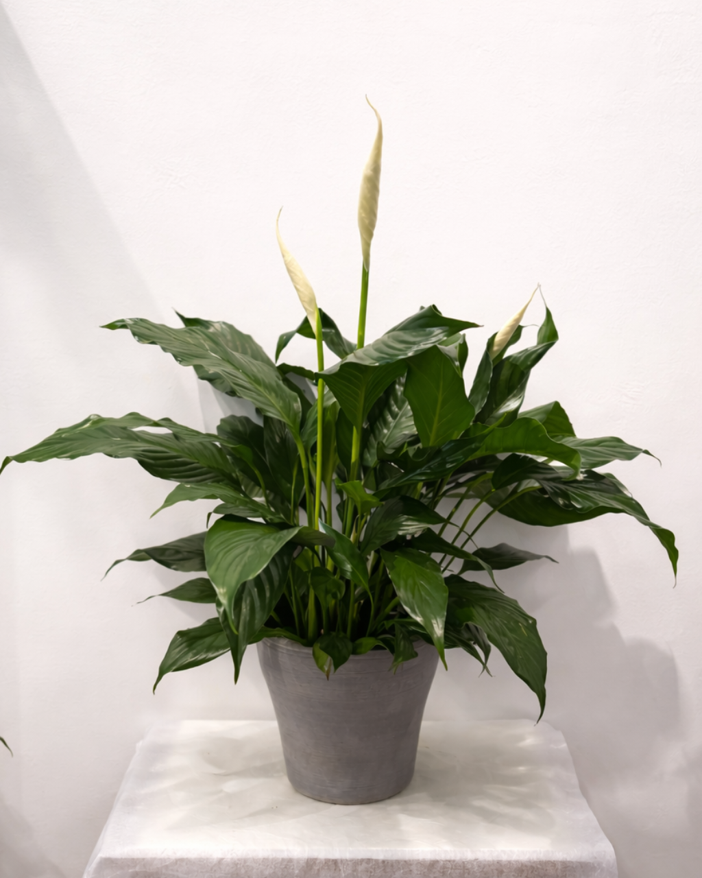 Peace Lily 6"