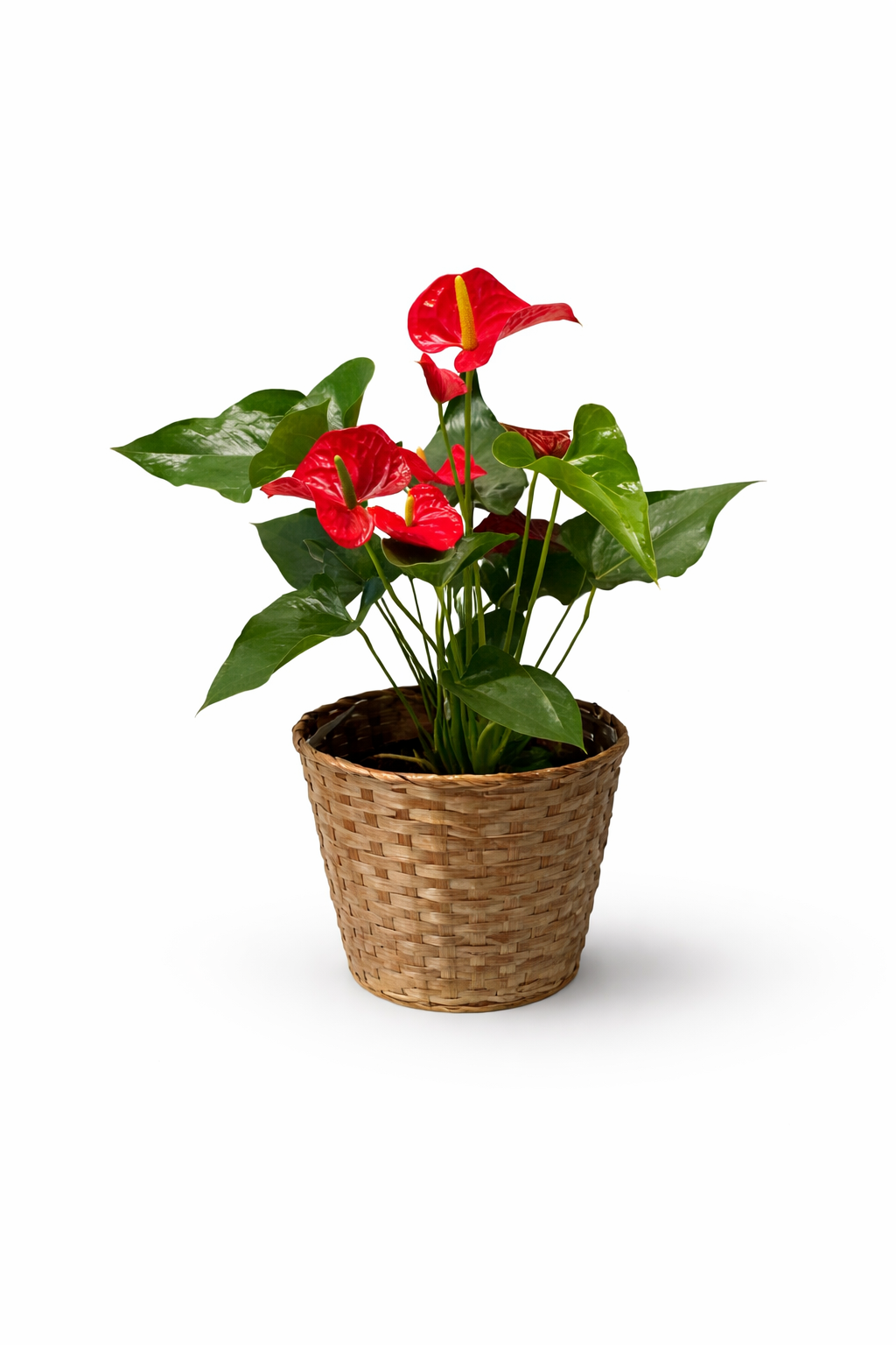 Anthurium 6"