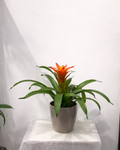 Bromelia 6"
