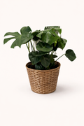 Monstera 10"