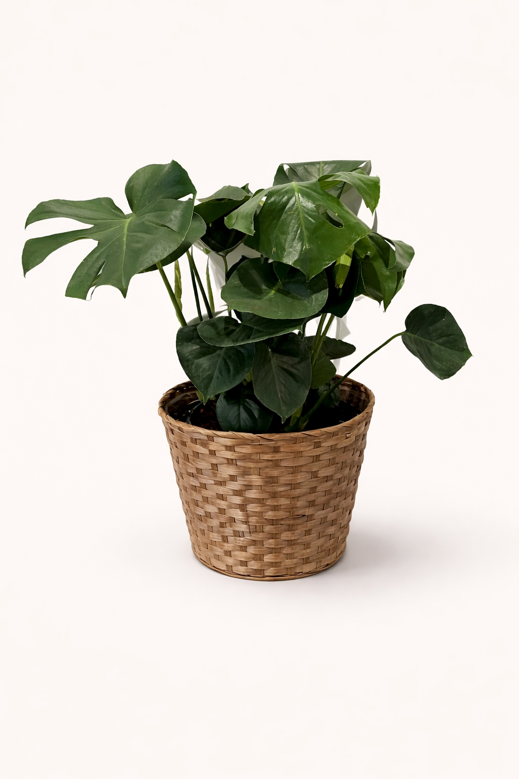 Monstera 10"