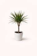 Dracaena marginata (Dragonnier) 6″