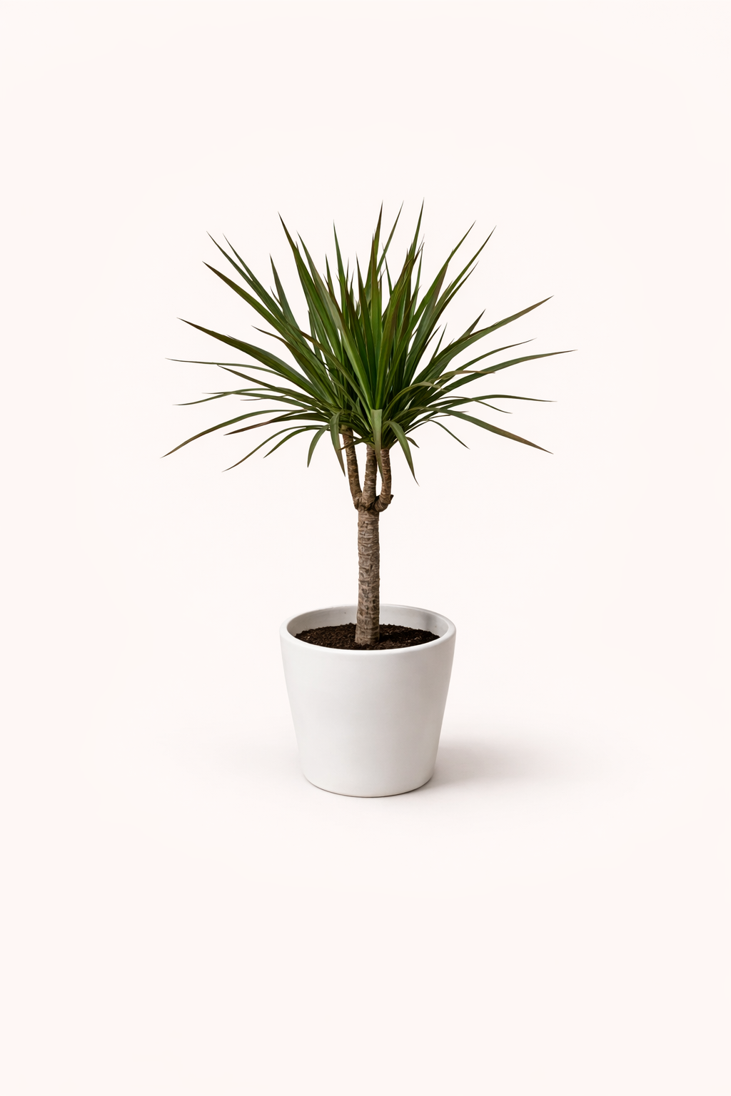 Deacaena Marginata 6" (Dragon Tree)