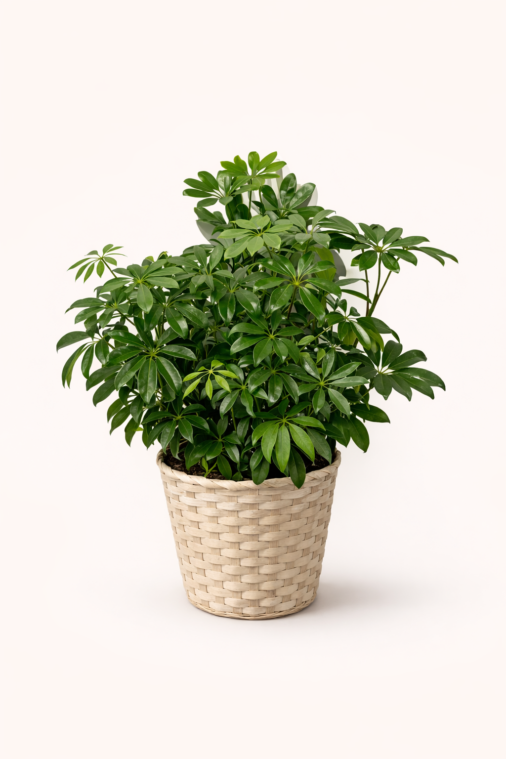 Lush Schefflera 10"